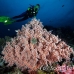 coral_soft_pc_h_0705_png1917.jpg